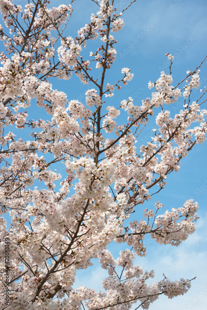 満開の桜と青空3 満開の桜と青空3