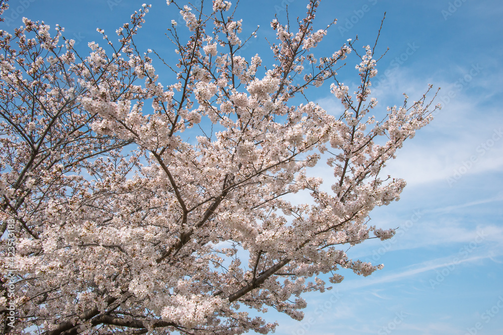 満開の桜と青空４