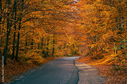 road in the forest with trees covered with golden and orange leaves