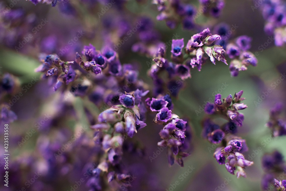 macrophotography of limonium blue flowers. beautiful floral background macrophotography of limonium blue flowers. beautiful floral background