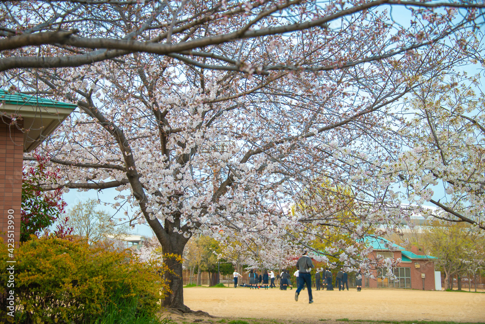 桜と学生たち