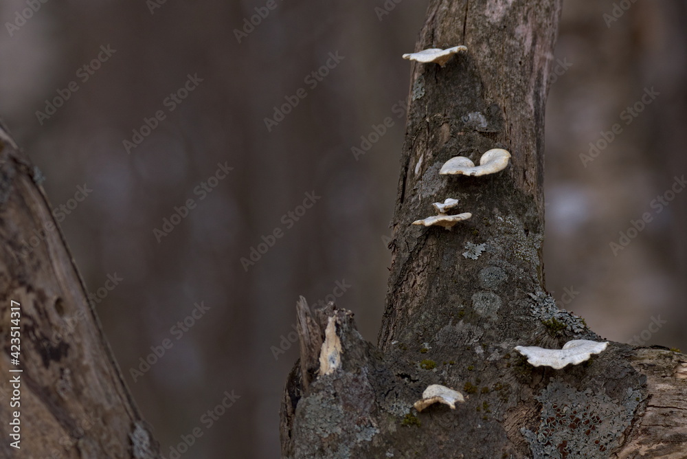 朽ちた木に生えた苔と茸 朽ちた木に生えた苔と茸