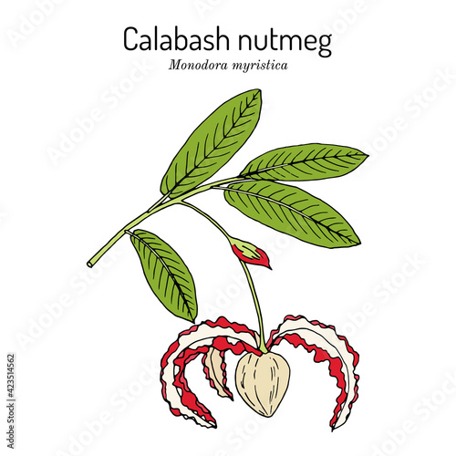 Calabash nutmeg monodora myristica , medicinal plant