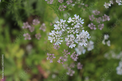 Coriander, Coriandrum sativum in an organic garden. It is also known as Chinese parsley. All parts of the plant are edible. Nature and food concept. 