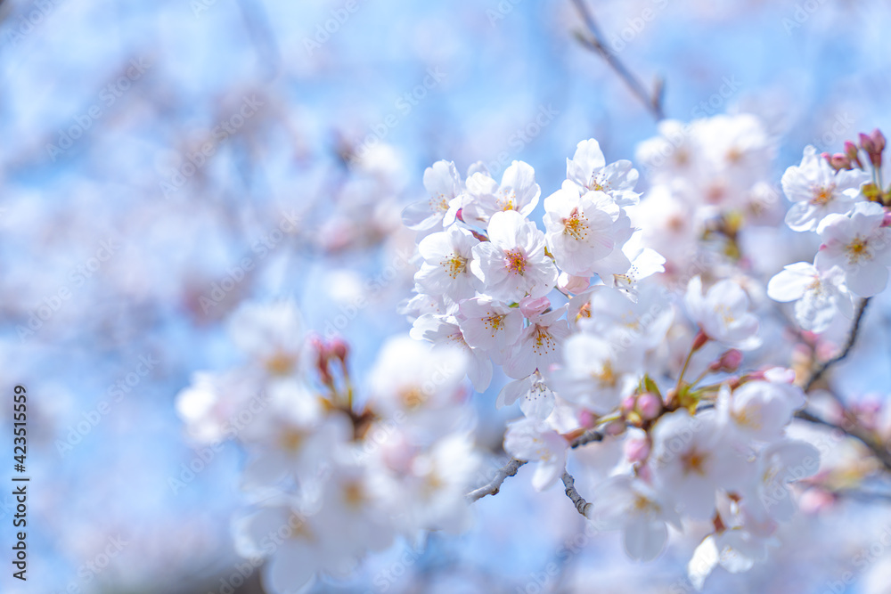 見頃を迎えた桜