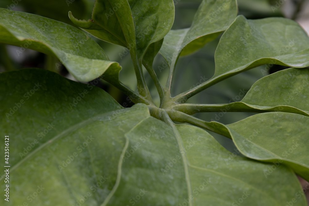 Close up texture and pattern of Fresh Green Leaves Close up texture and pattern of Fresh Green Leaves