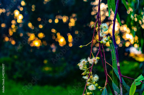 Eucalyptus branch with flowers and leaves during spring with blurry shinny background photo