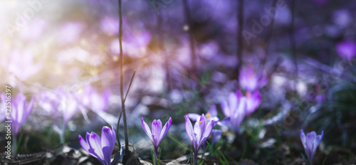Fototapeta Naklejka Na Ścianę i Meble -  Magischer Hintergrund mit violetten Krokussen auf einer Waldwese von hinten von der Sonne angestrahlt