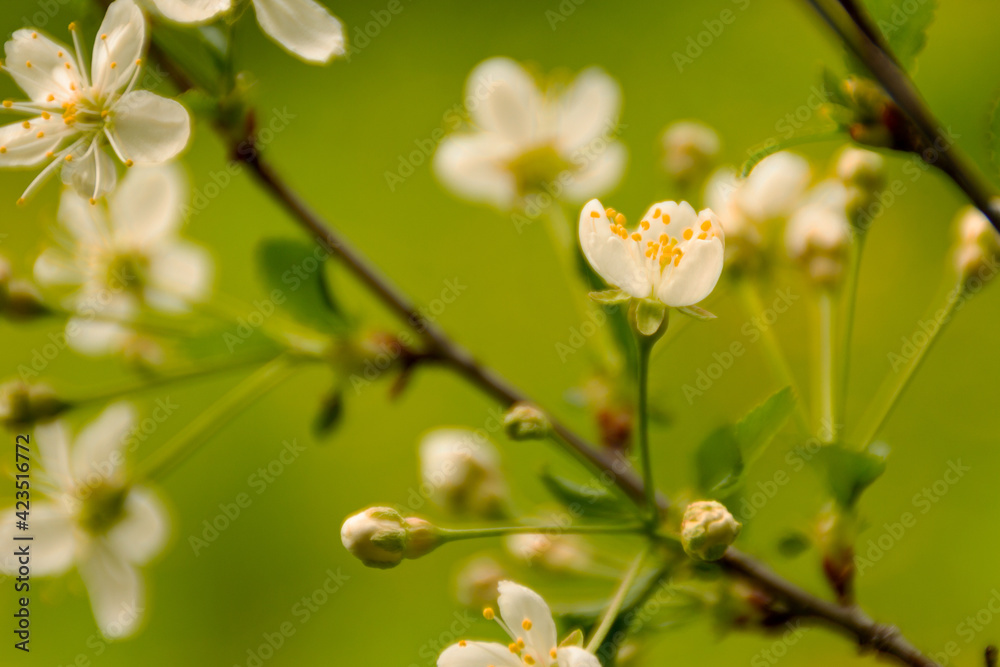 White blossoming branches of cherry fruit tree, close-up, green blurred background. Copy of space White blossoming branches of cherry fruit tree, close-up, green blurred background. Copy of space