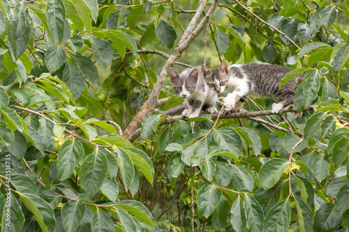 Baby cats on a branch tree