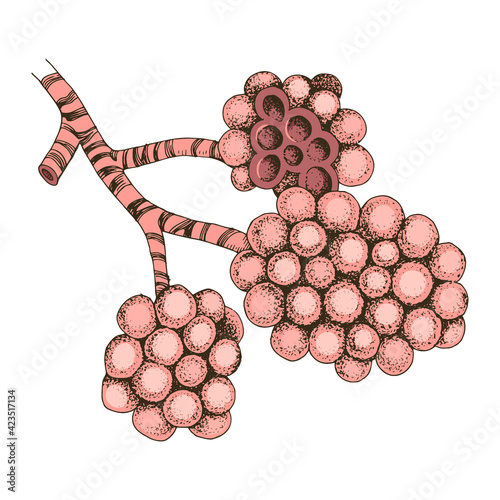 Structure of the human alveolus