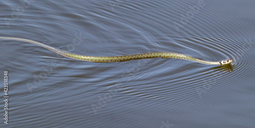 Grass snake in the water.