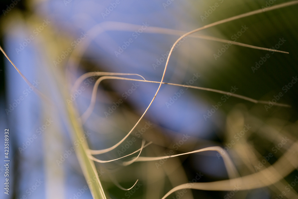 Beautiful exotic pattern of green tropical palm leaves Beautiful exotic pattern of green tropical palm leaves