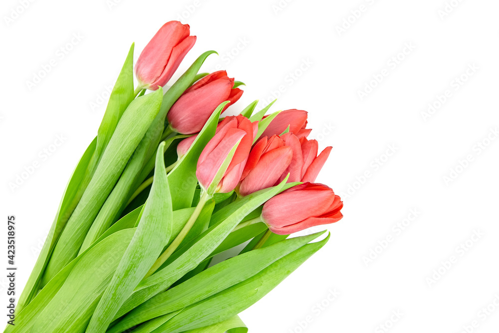 Red tulips flowers isolated on white background Red tulips flowers isolated on white background