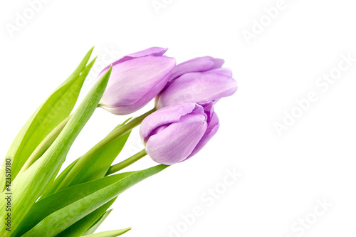 Purple tulip flowers isolated on white background