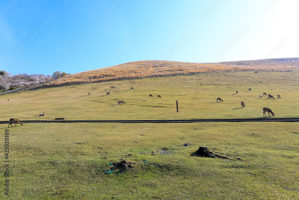 Obraz premium 若草山の鹿