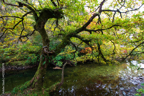 Scottish Forest in the Trossachs National Park