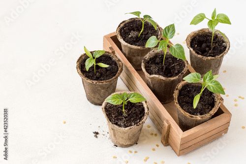Wooden box with young seedlings of pepper on a light background with copy space. Selective focus.