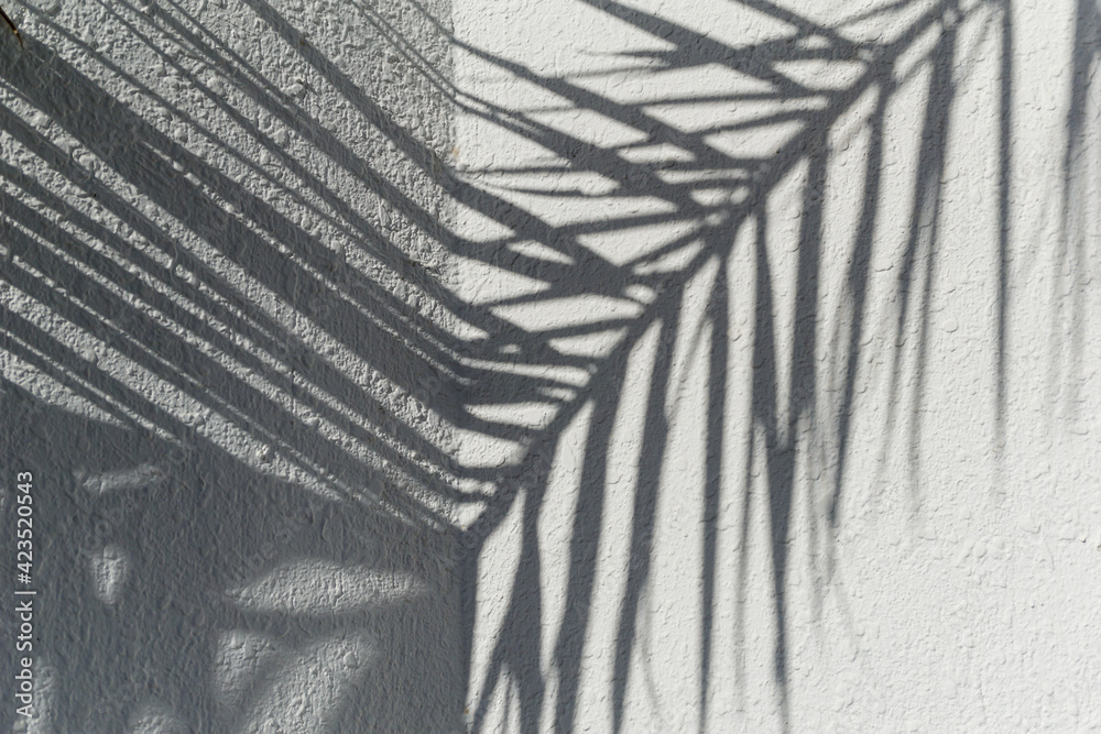 Big palm leaf shadows on a white wall