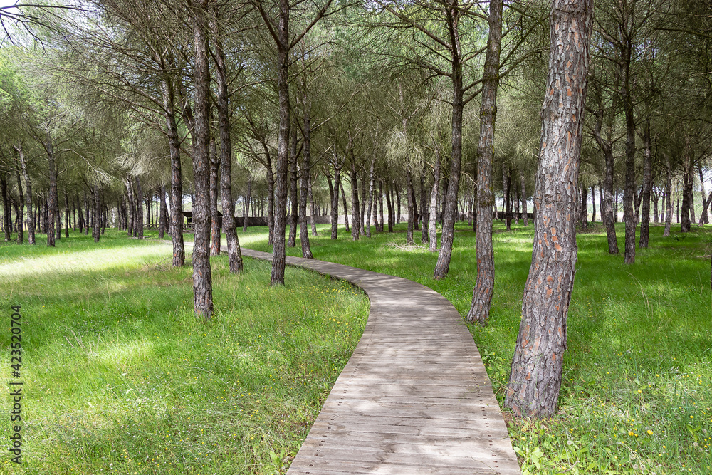 Wooden path in the Mediterranean pine forest for hiking trails