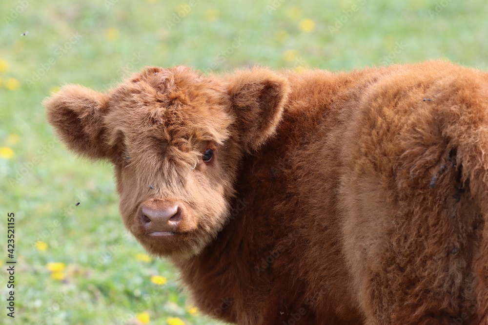 Scottish highland cow eating green grass in daylight Scottish highland cow eating green grass in daylight