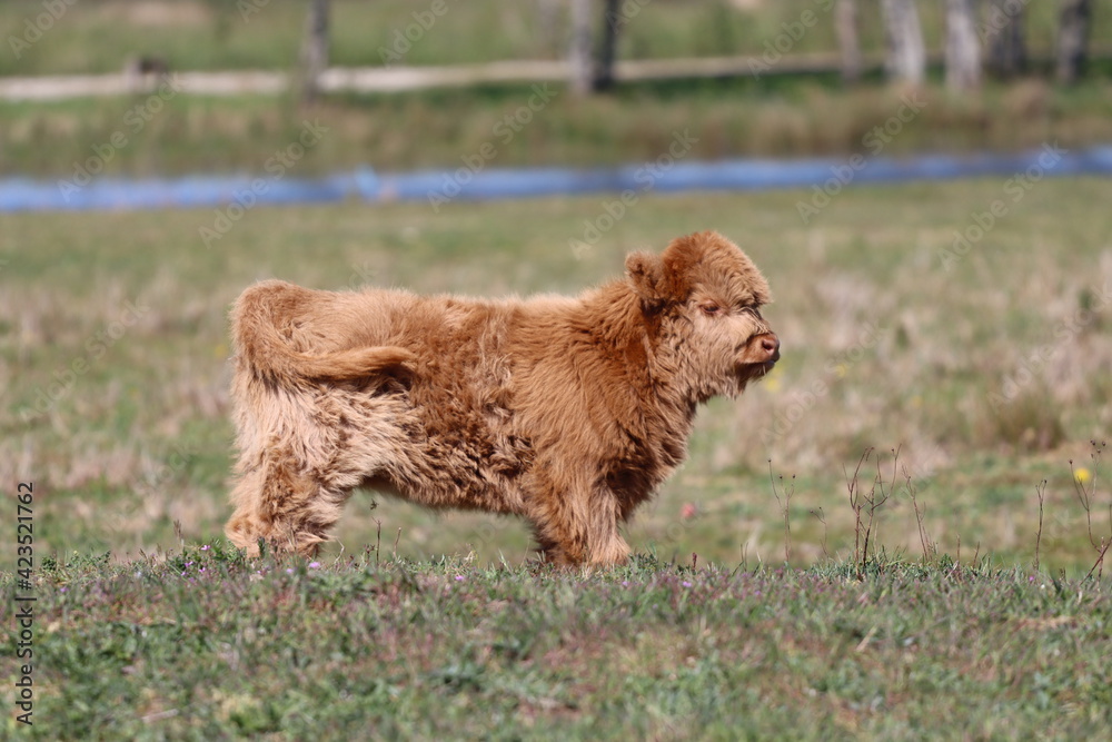 Scottish highland cow eating green grass in daylight 