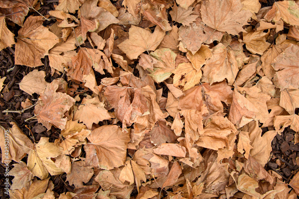 Close up of Brown Autumn leaves, Australia Close up of Brown Autumn leaves, Australia
