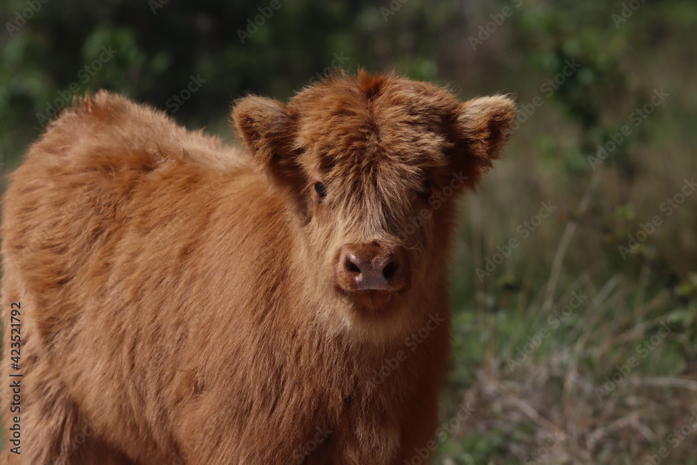 Scottish highland cow eating green grass in daylight Scottish highland cow eating green grass in daylight