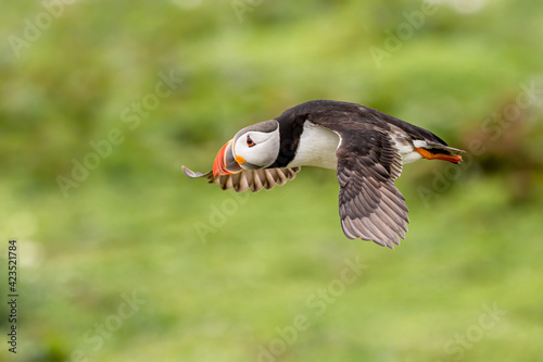 puffin in flight