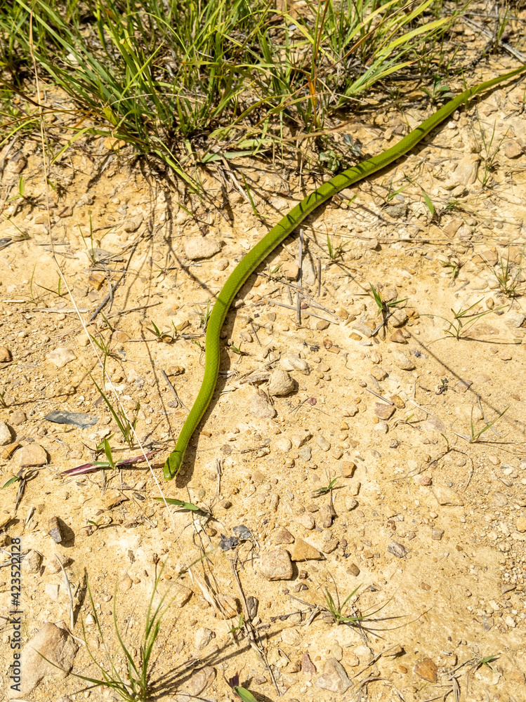 Smooth green snake trying to get warm in the sun Smooth green snake trying to get warm in the sun