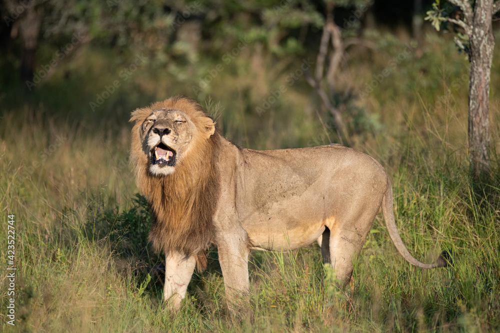 A Male Lion on patrol seen on a safari in South Africa A Male Lion on patrol seen on a safari in South Africa