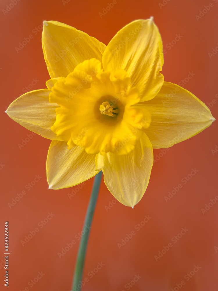 Fototapeta premium Spring flowers daffodils on a bright sunny day