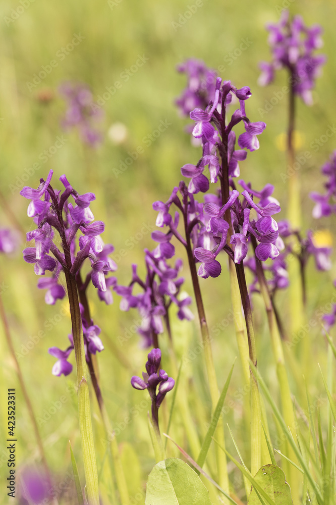 Obraz premium Orchis champagneuxii small wild orchid bluish purple spring color green grass meadow blurred background