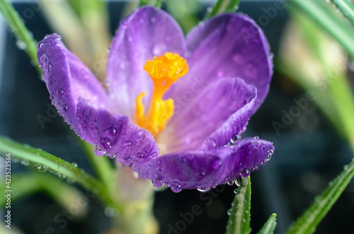 Crocus is a genus of flowering plants in the iris family photo