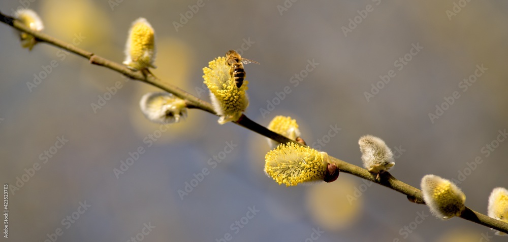 Cats are one of the symbols of spring and Easter. Typically, they are twigs of the willow, with partially budding buds - flowers Cats are one of the symbols of spring and Easter. Typically, they are twigs of the willow, with partially budding buds - flowers