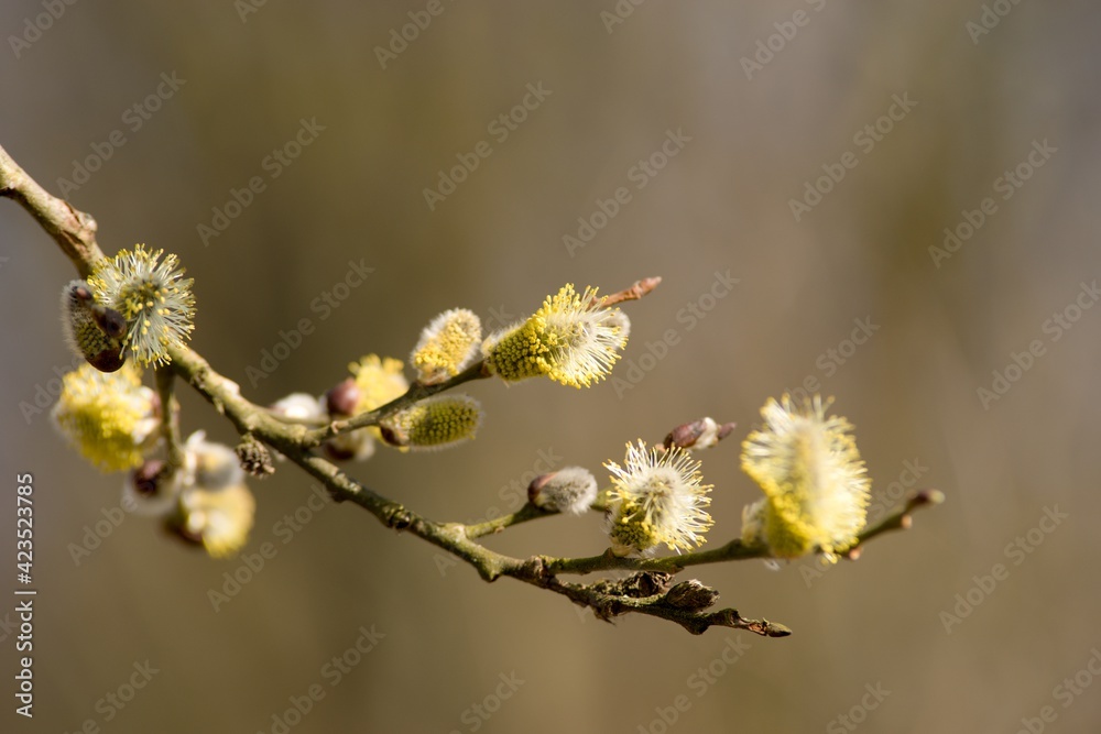 Cats are one of the symbols of spring and Easter. Typically, they are twigs of the willow, with partially budding buds - flowers Cats are one of the symbols of spring and Easter. Typically, they are twigs of the willow, with partially budding buds - flowers