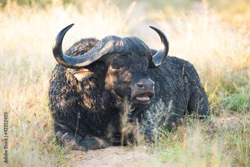 Cape Buffalo bull seen on a safari in South Africa