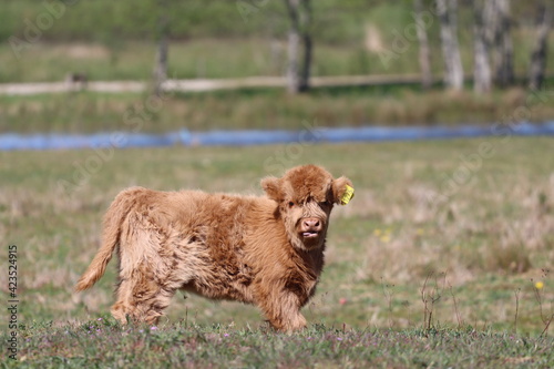 Scottish highland cow © Marcin