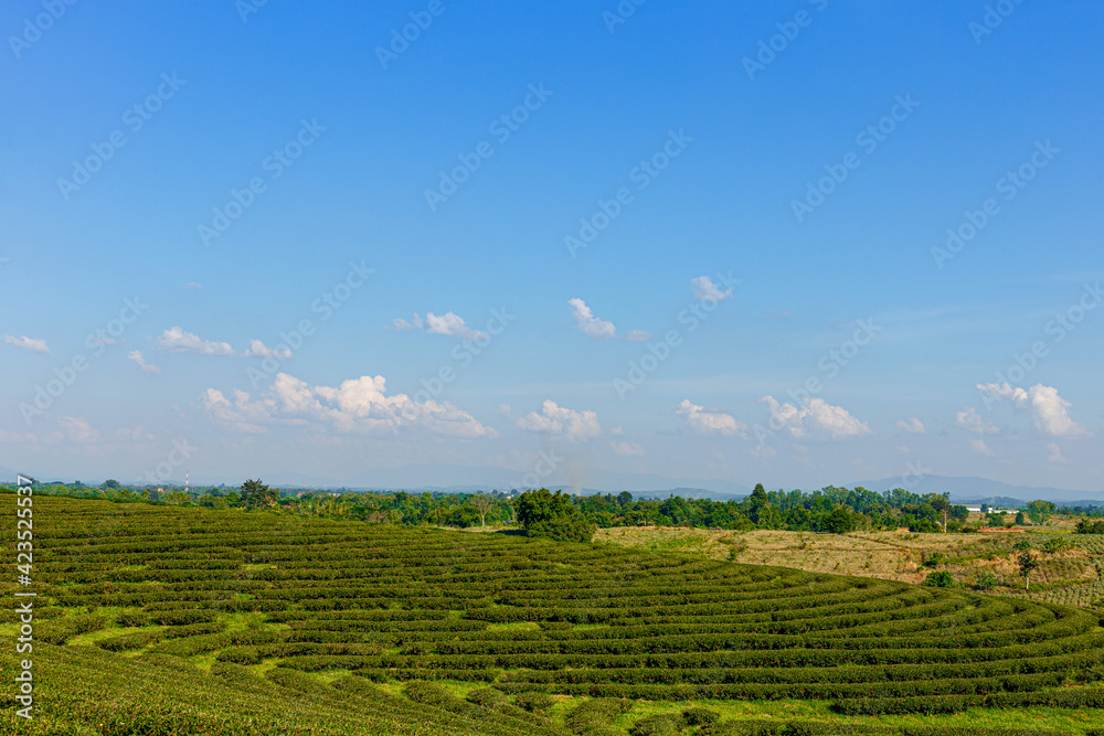 Green tea plantation in Thailand