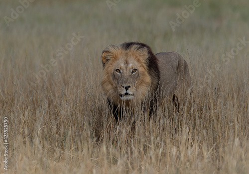 Male lion in long grass staring