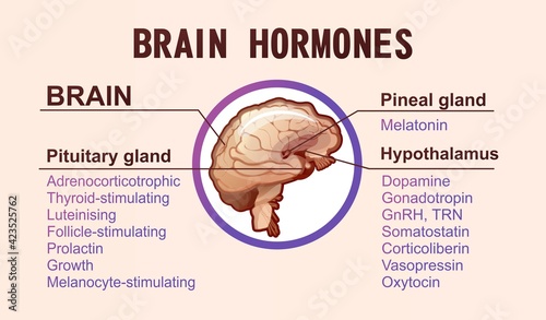 human brain hormones information poster photo