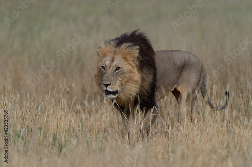 Male lion in riverbed