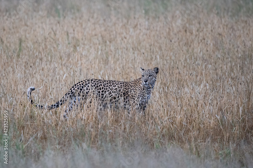 Female leopard in riverbed