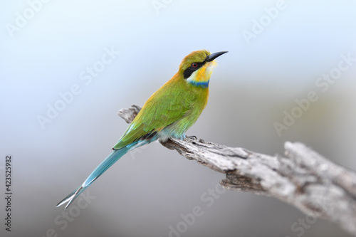 swallow-tailed bee-eater on a perch © Chris