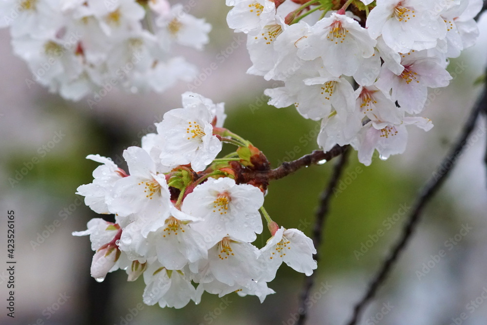 Obraz premium 雨の日のサクラ