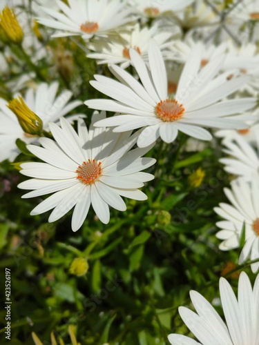 daisies in a garden