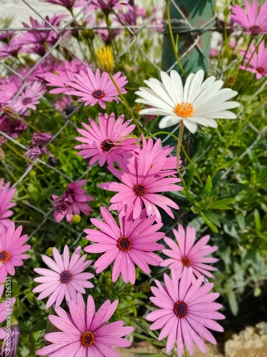 pink and white flowers