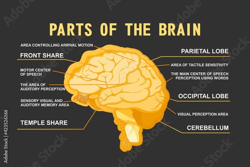 parts of the brain educational scheme