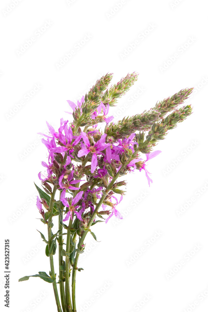 Fototapeta premium bouquet of meadow flowers isolated