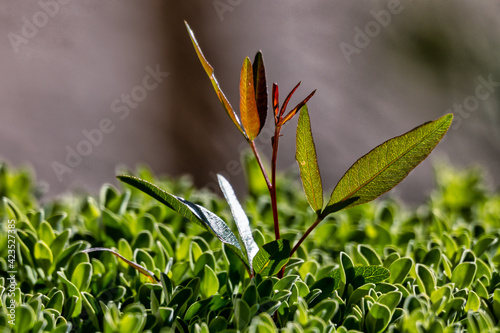 greenish shoot from a texas ranger bush